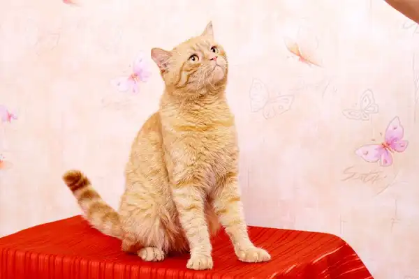 Рыжий Персен. Двойник котика из "Шрека"(3г)