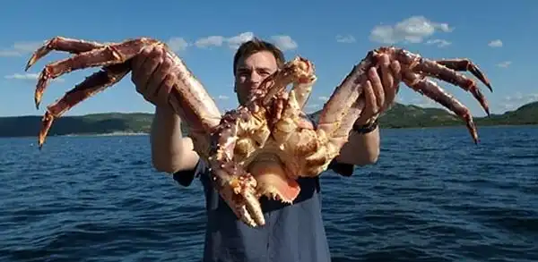 Рыбалка на краба - выгодный бизнес