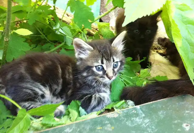 Кисонька которая не писает где попало:D Кисонька которая не писает где попало:D