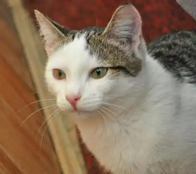 Красавец котик ищет любящую семью! Красавец котик ищет любящую семью!