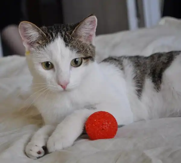 Красавец котик ищет любящую семью! Красавец котик ищет любящую семью!
