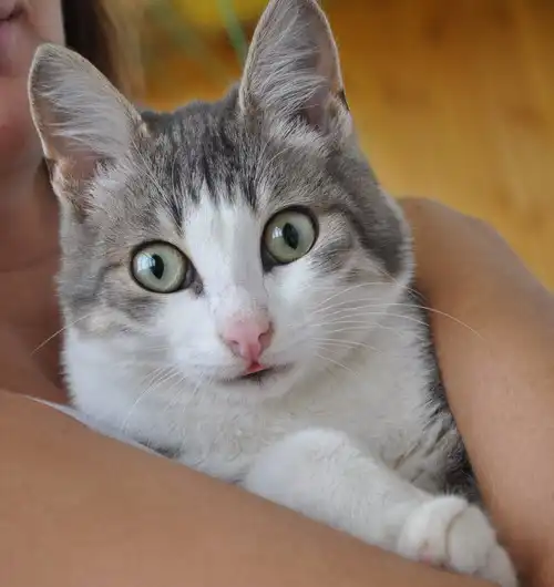 Красивый котик в добрые руки. Красивый котик в добрые руки.