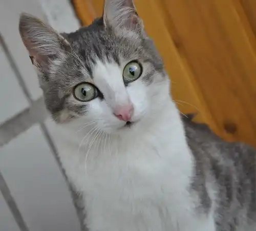 Красивый котик в добрые руки. Красивый котик в добрые руки.
