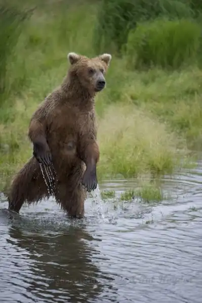 Необыкновенные кадры фотоохоты «Лучший кадр»