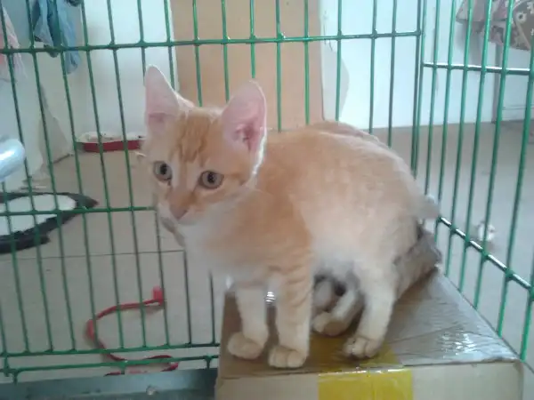 Рыжая кошка и ее котенок ищут хозяев
