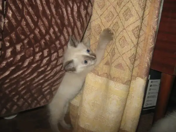 Отдадим двух хорошеньких кошечек.