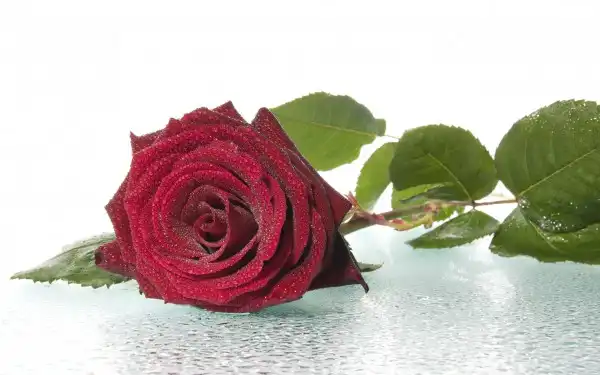 40_Roses_Full_HD_Wallpapers