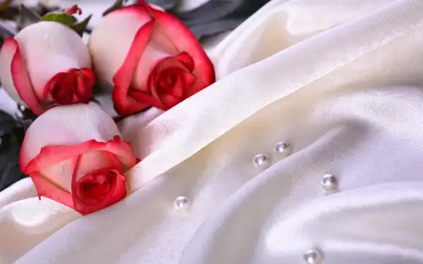 40_Roses_Full_HD_Wallpapers