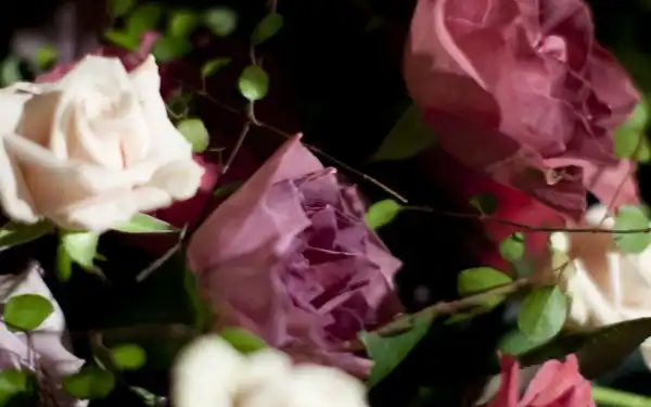 40_Roses_Full_HD_Wallpapers