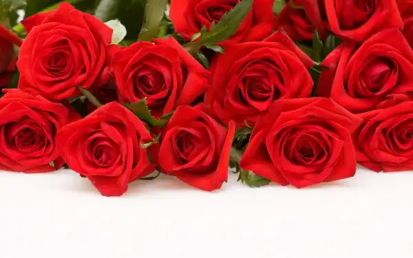 40_Roses_Full_HD_Wallpapers