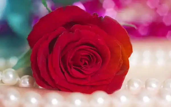 40_Roses_Full_HD_Wallpapers