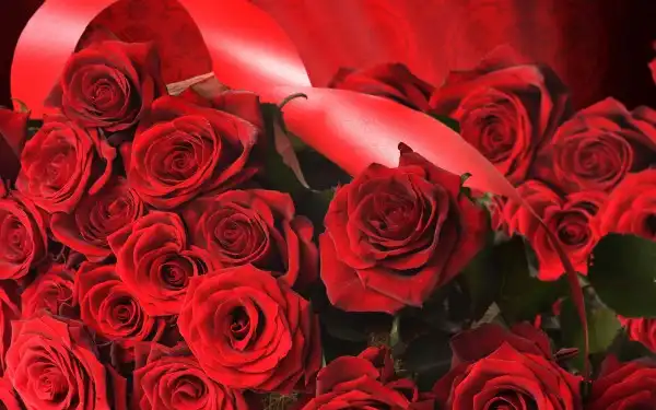 40_Roses_Full_HD_Wallpapers