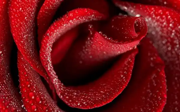 40_Roses_Full_HD_Wallpapers