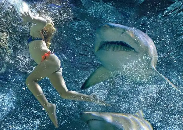 Боитесь быть съеденными акулой?