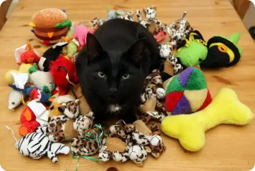 Коты-клептоманы Коты-клептоманы
