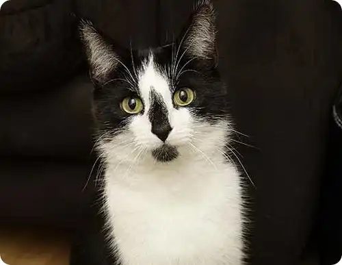 Коты-клептоманы Коты-клептоманы