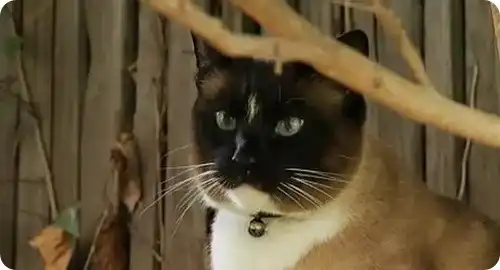 Коты-клептоманы Коты-клептоманы