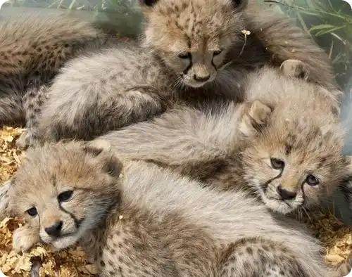 Пять маленьких гепардов из Вирджинии