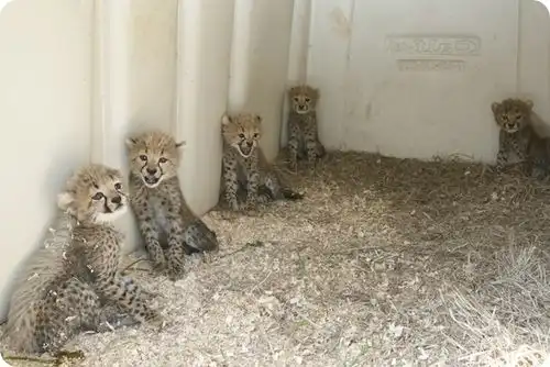 Пять маленьких гепардов из Вирджинии