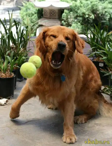 Собаки и мячи