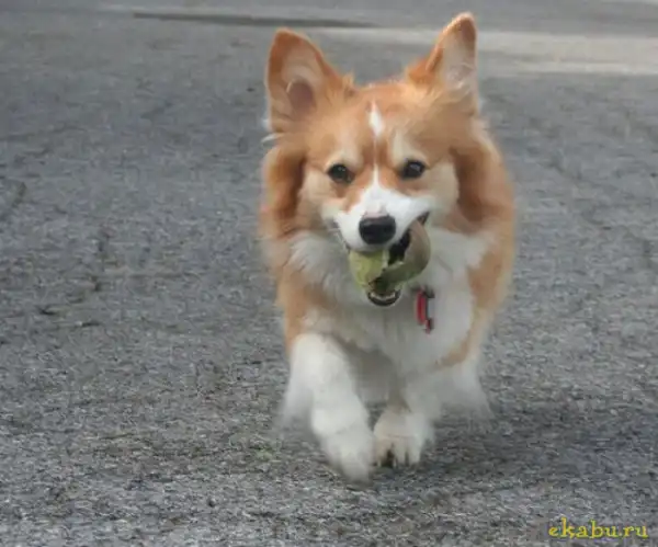 Собаки и мячи