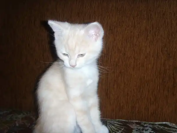 Отдадим Котэ в хорошие и очень хорошие руки!