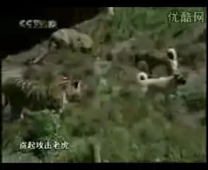 Кангал(алабай) самая большая собака в мире Кангал(алабай) самая большая собака в мире