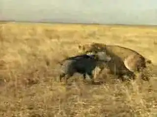 Свинья в себя поверила))) Свинья в себя поверила)))