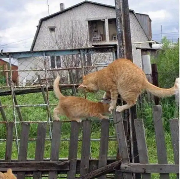 Неуступчивые коты на узком заборе