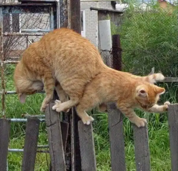 Неуступчивые коты на узком заборе Неуступчивые коты на узком заборе