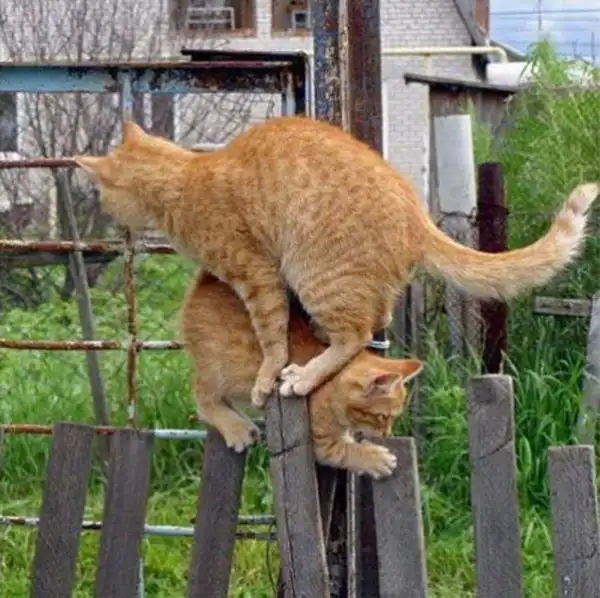 Неуступчивые коты на узком заборе Неуступчивые коты на узком заборе