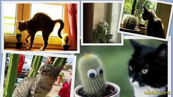 Коты и кактусы