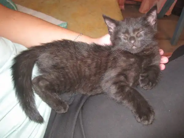 Котёнок (девочка) в добрые руки