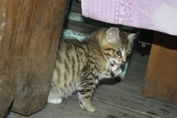 Отдадим котёнка в добрые руки!