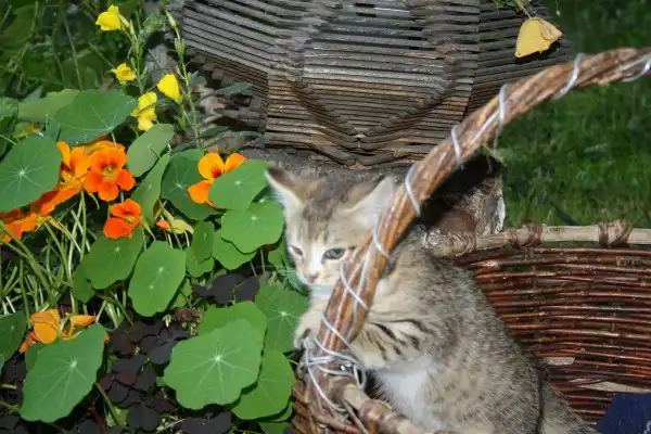 Отдадим котёнка в добрые руки!