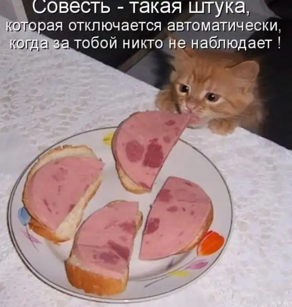 Котоматрицы