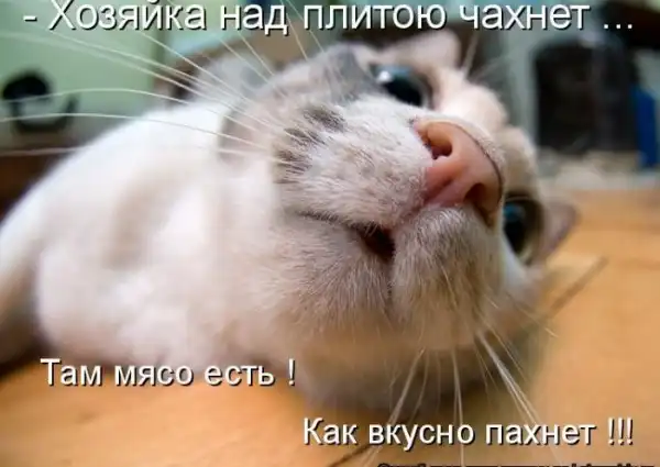 Котоматрицы