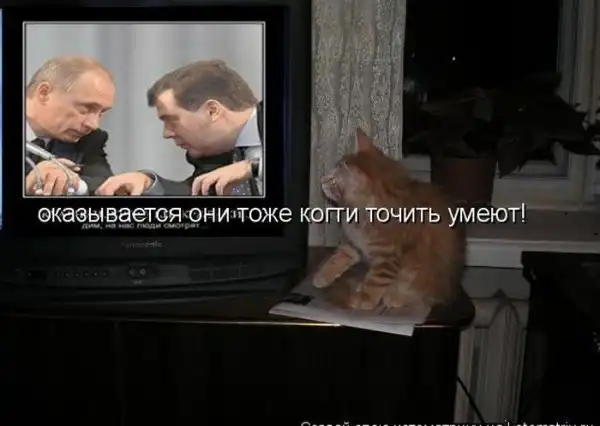 Котоматрицы