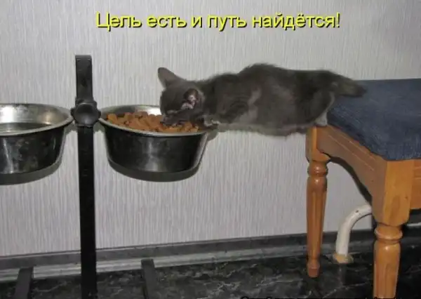 Котоматрицы