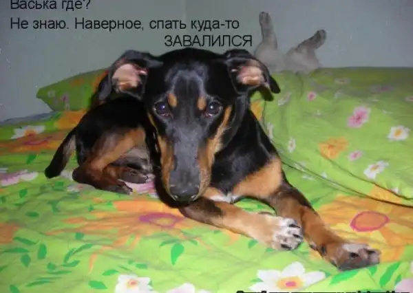 Котоматрицы