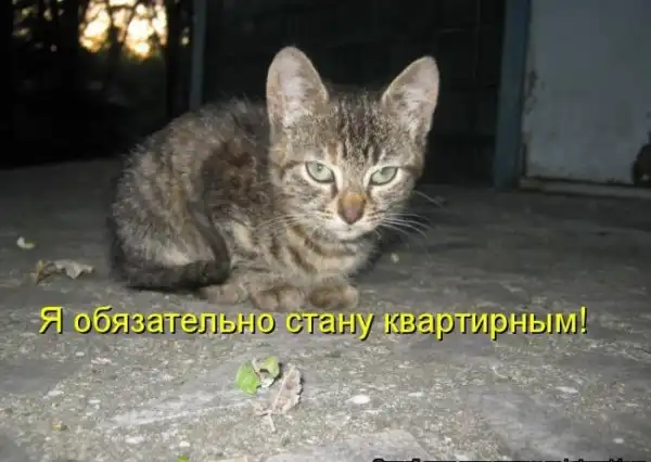 Котоматрицы