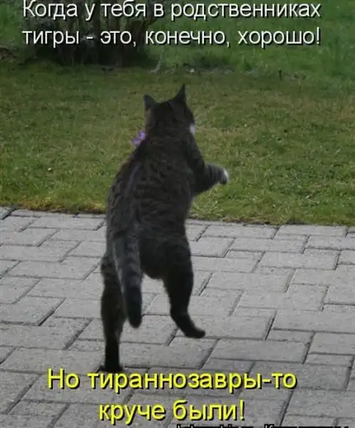 Котоматрицы