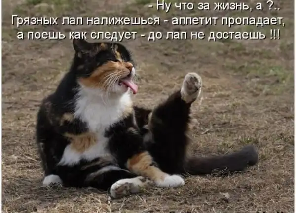 Котоматрицы
