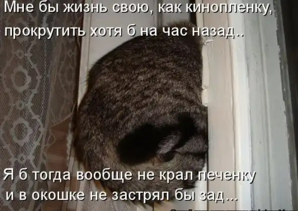 Котоматрицы