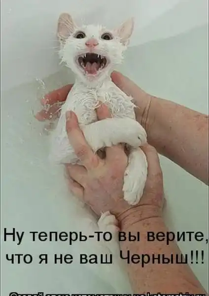 Котоматрицы