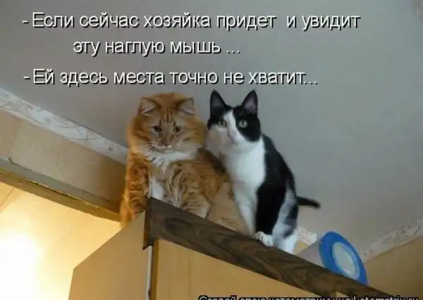 Котоматрицы