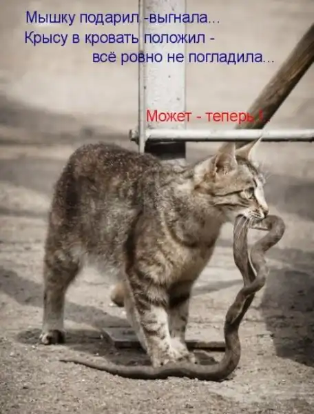 Котоматрицы