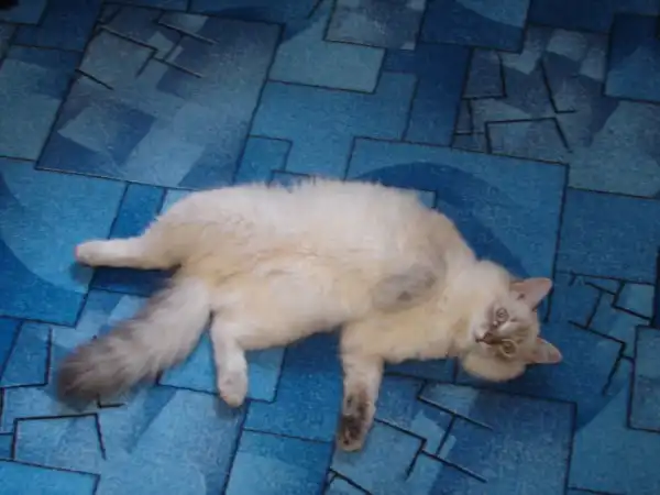 Кот Тимоша