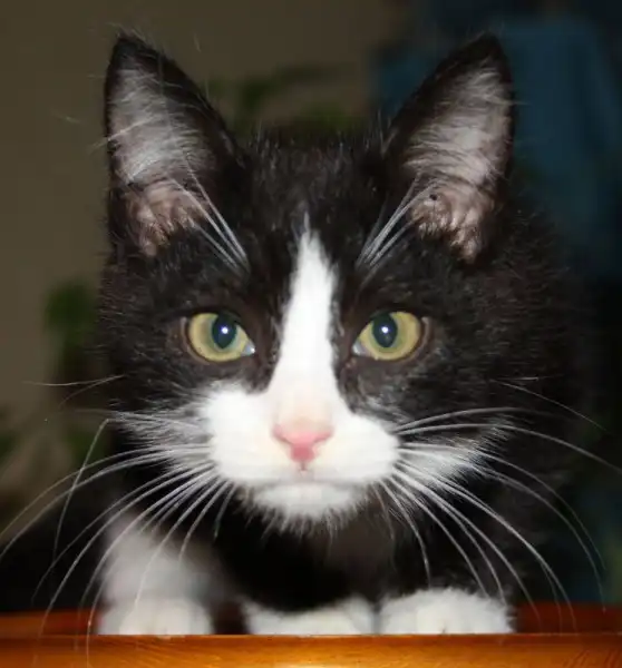 Котенок