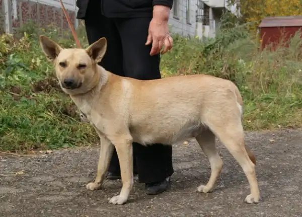 Собачка Шара(Сара). 8-9 мес.
